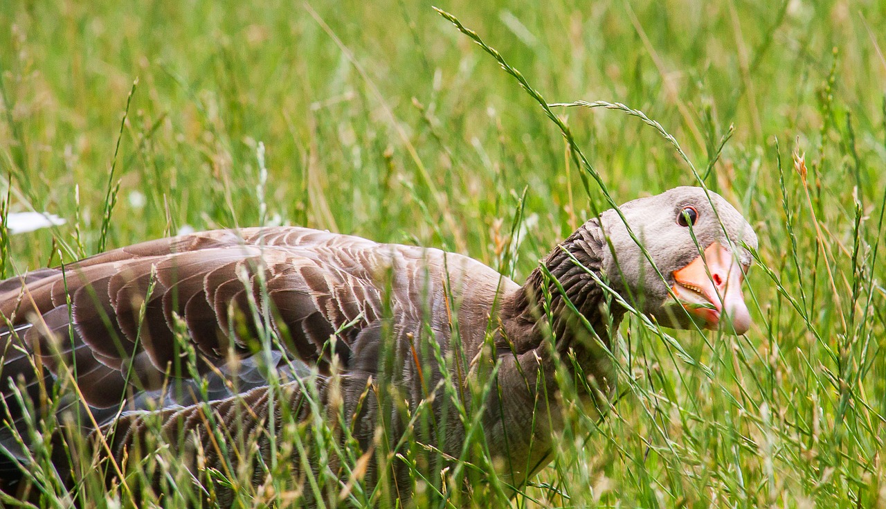 wild goose  animal  water bird free photo