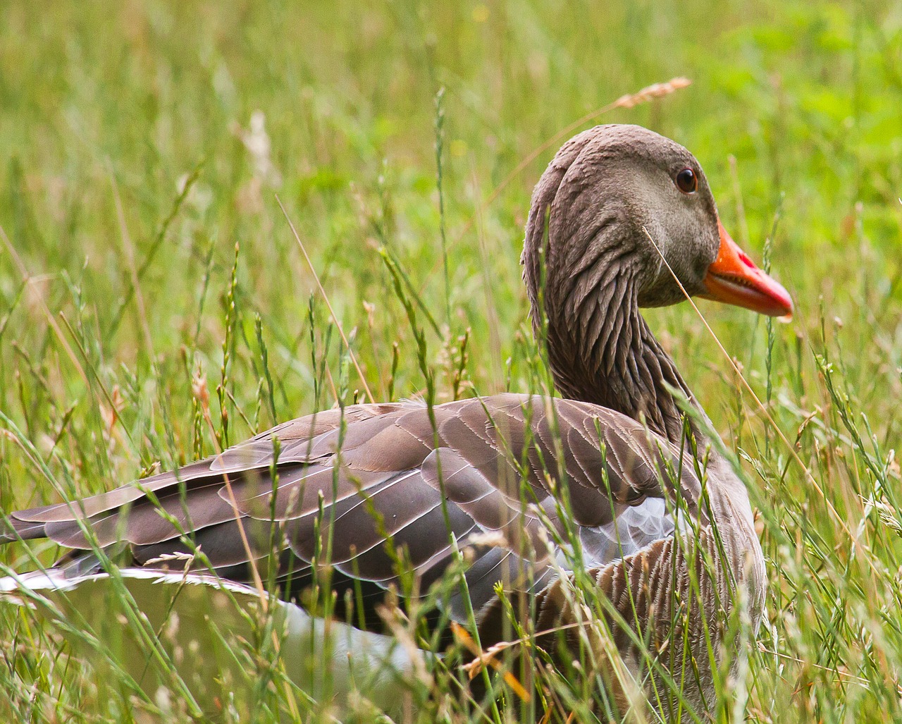 wild goose  animal  water bird free photo