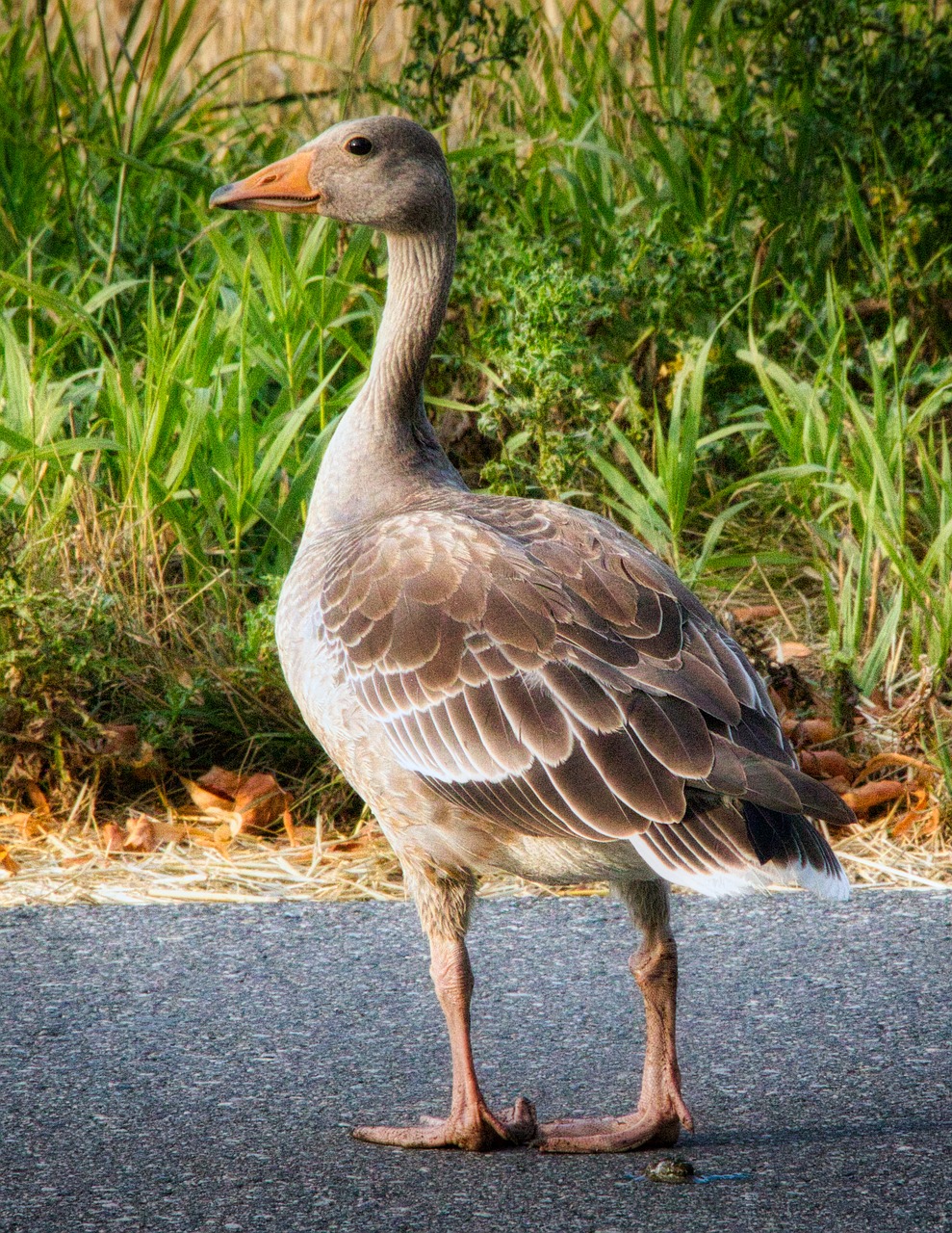 wild goose  goose  bird free photo