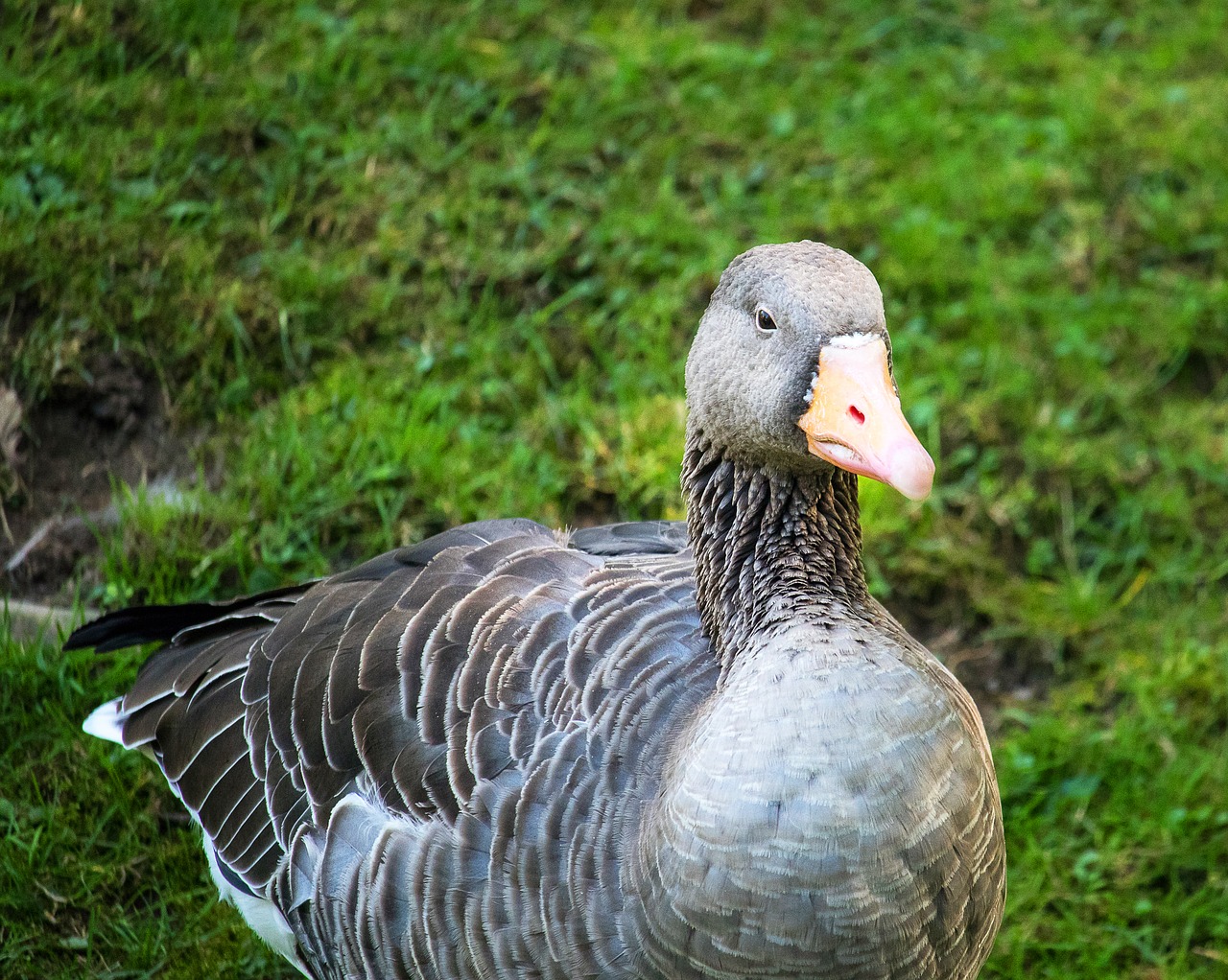 wild goose  greylag goose  bird free photo