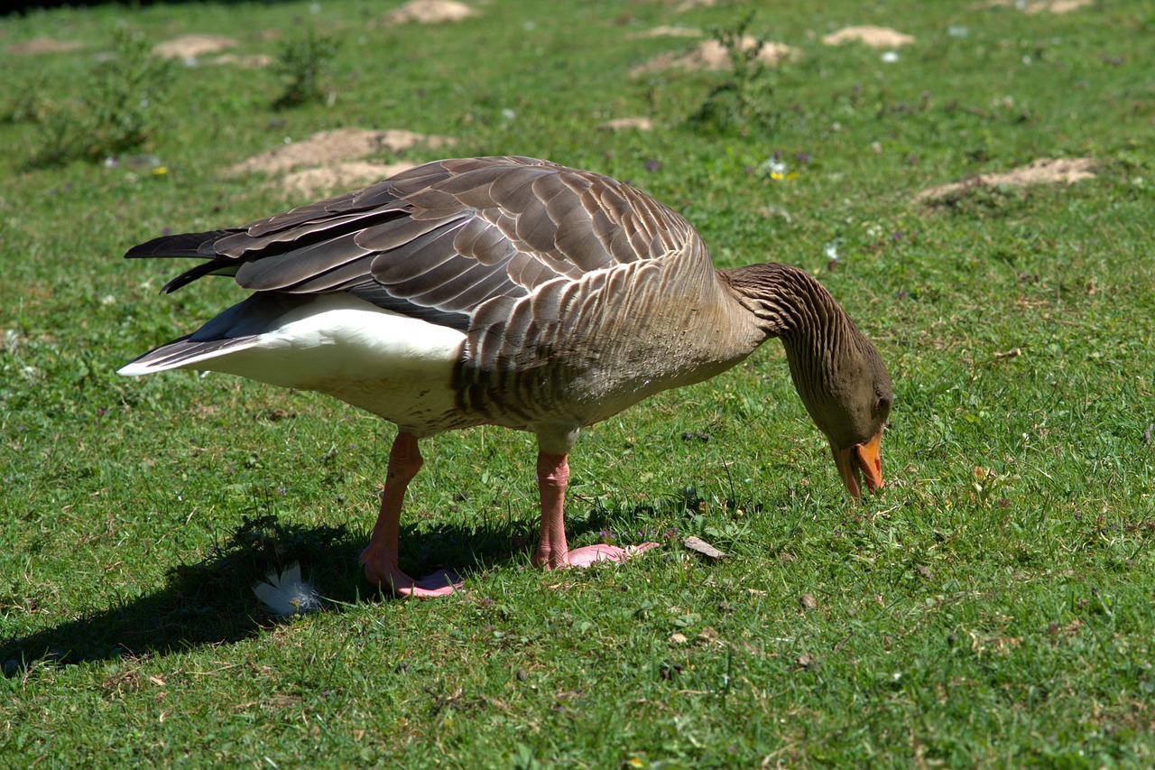 wild goose  goose  bird free photo