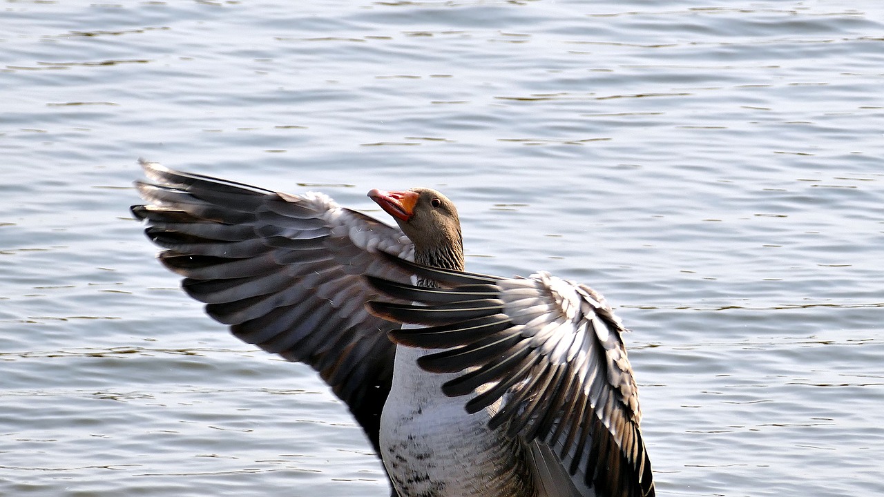 wild goose  wing  lake free photo