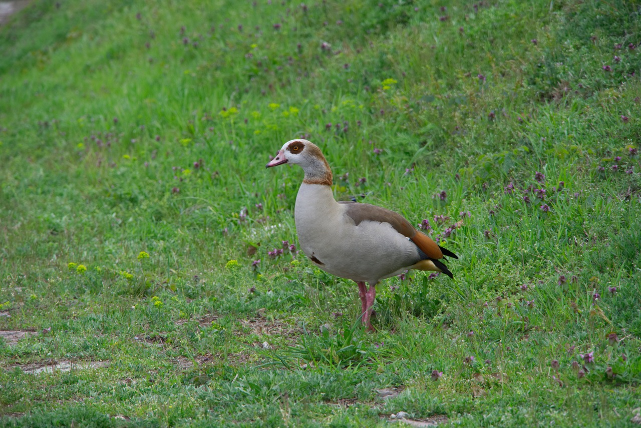 wild goose  nature  rhine free photo