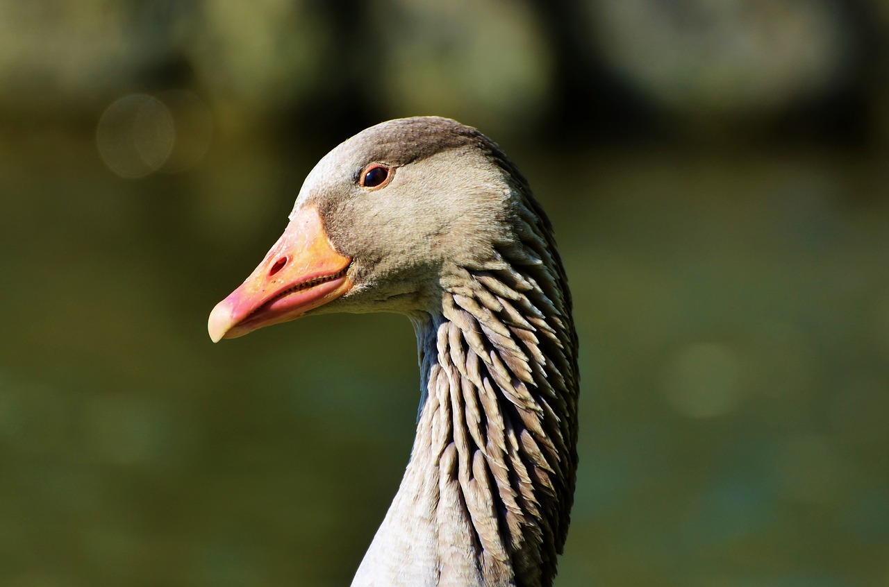 wild goose  greylag goose  water bird free photo