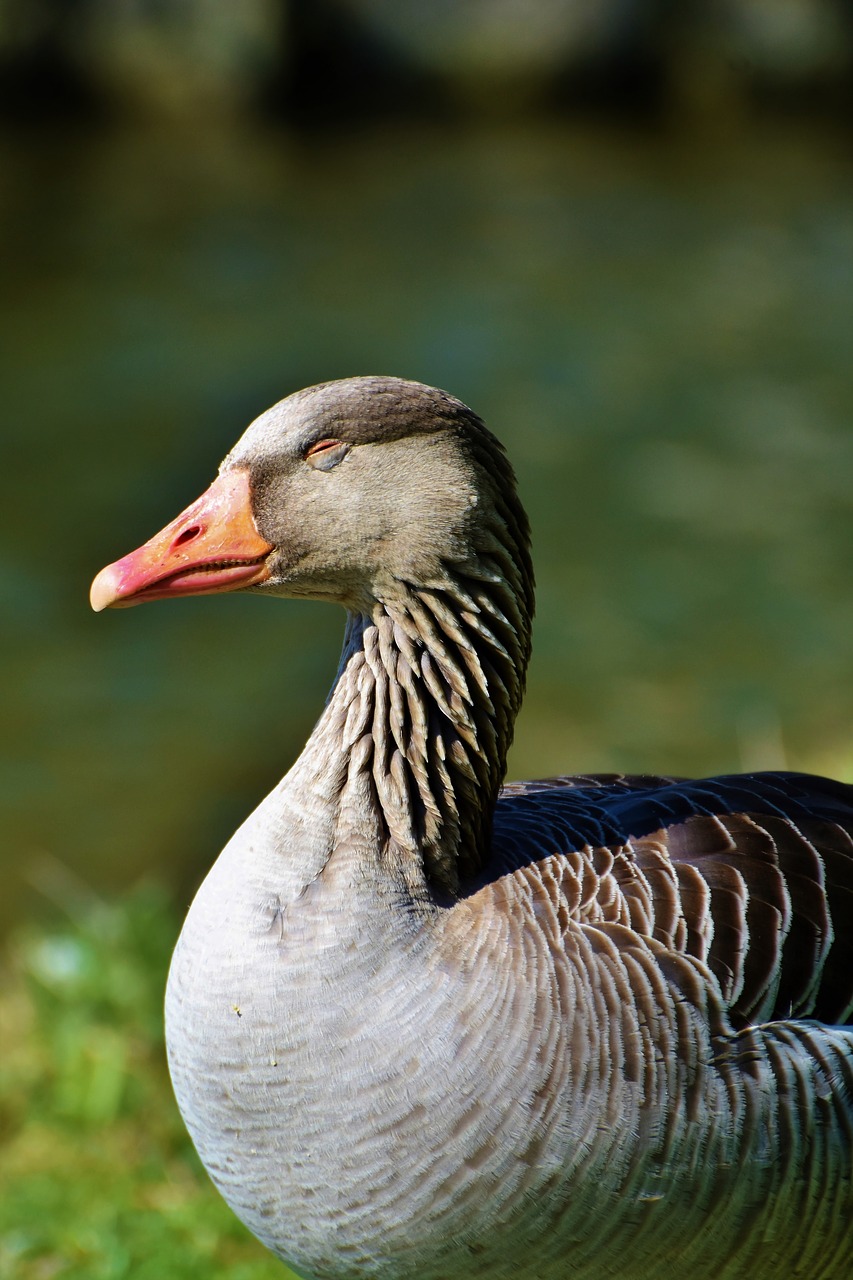 wild goose  greylag goose  water bird free photo