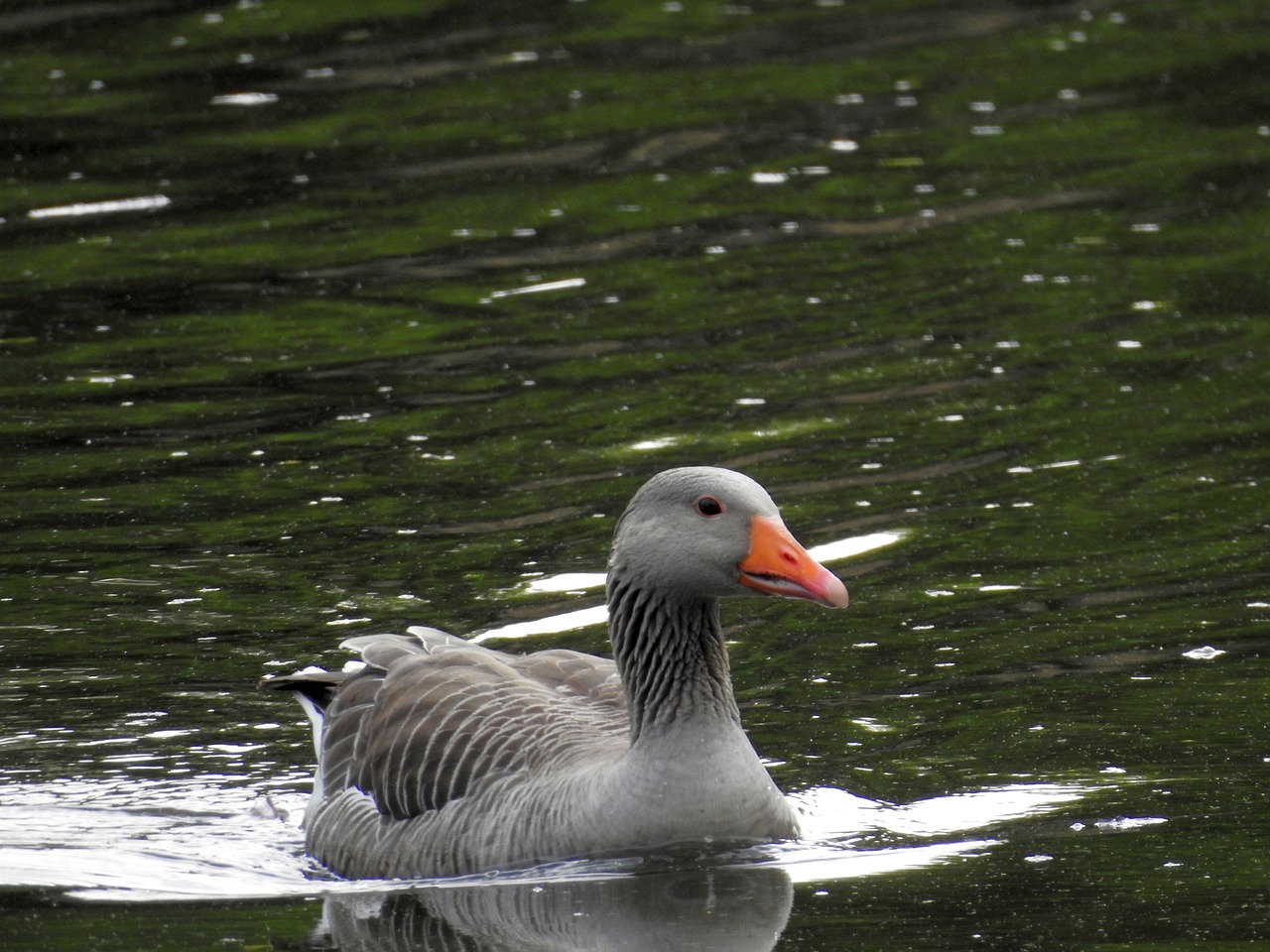 wild goose  goose  water bird free photo