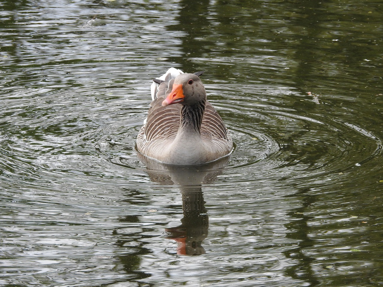 wild goose  goose  water bird free photo