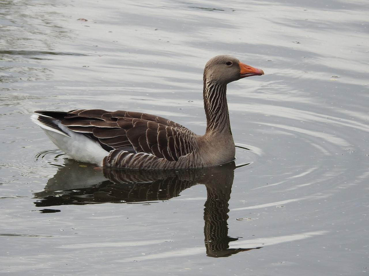 wild goose  goose  water bird free photo