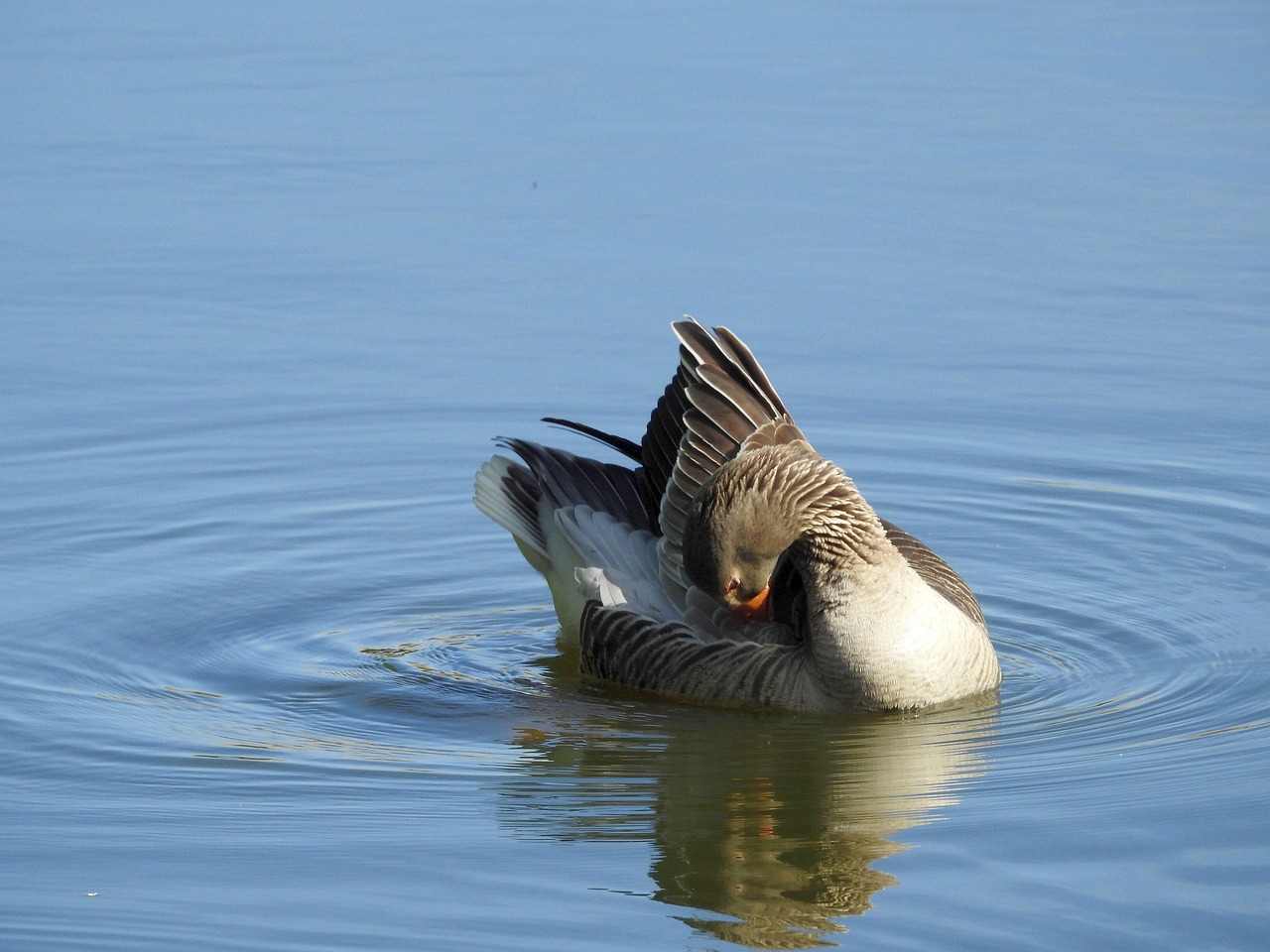 wild goose  water bird  poultry free photo