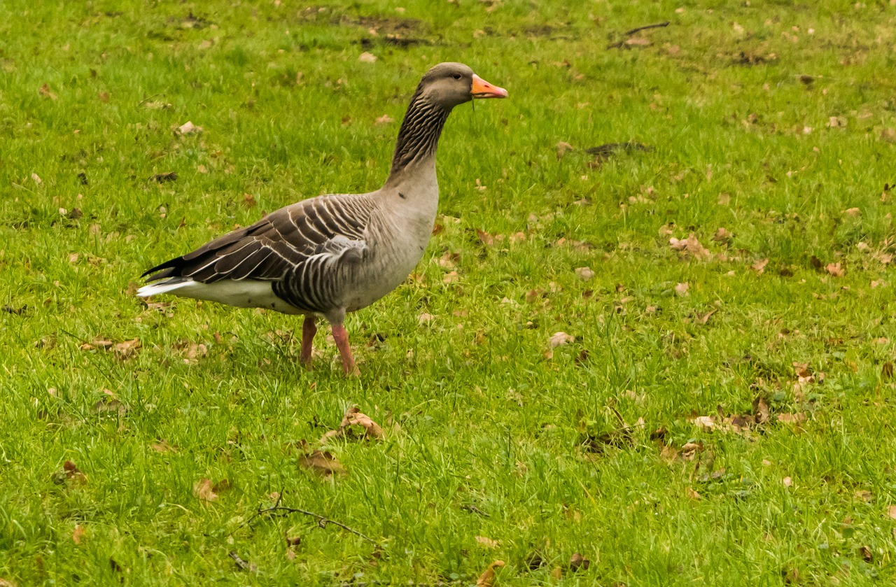 wild goose meadow green free photo