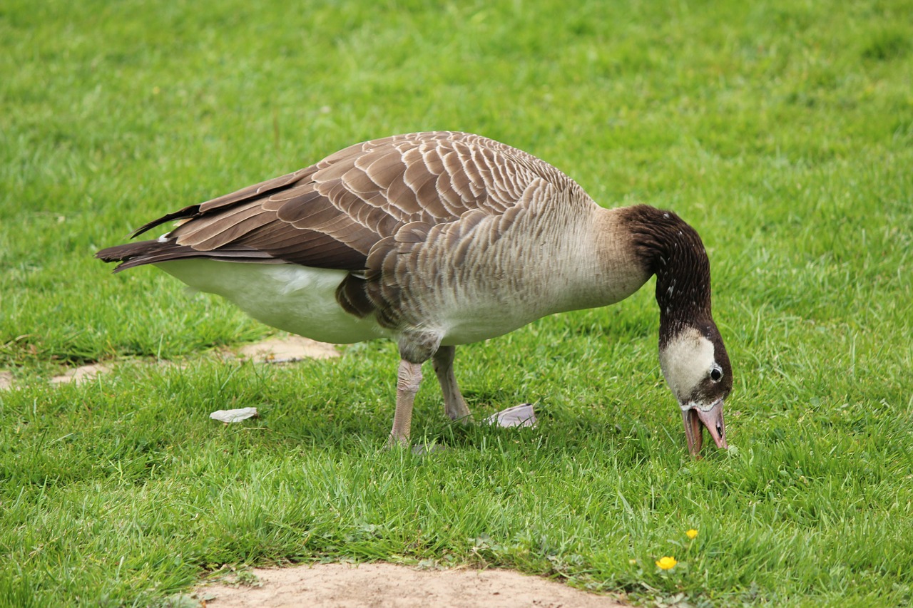 wild goose bird water bird free photo