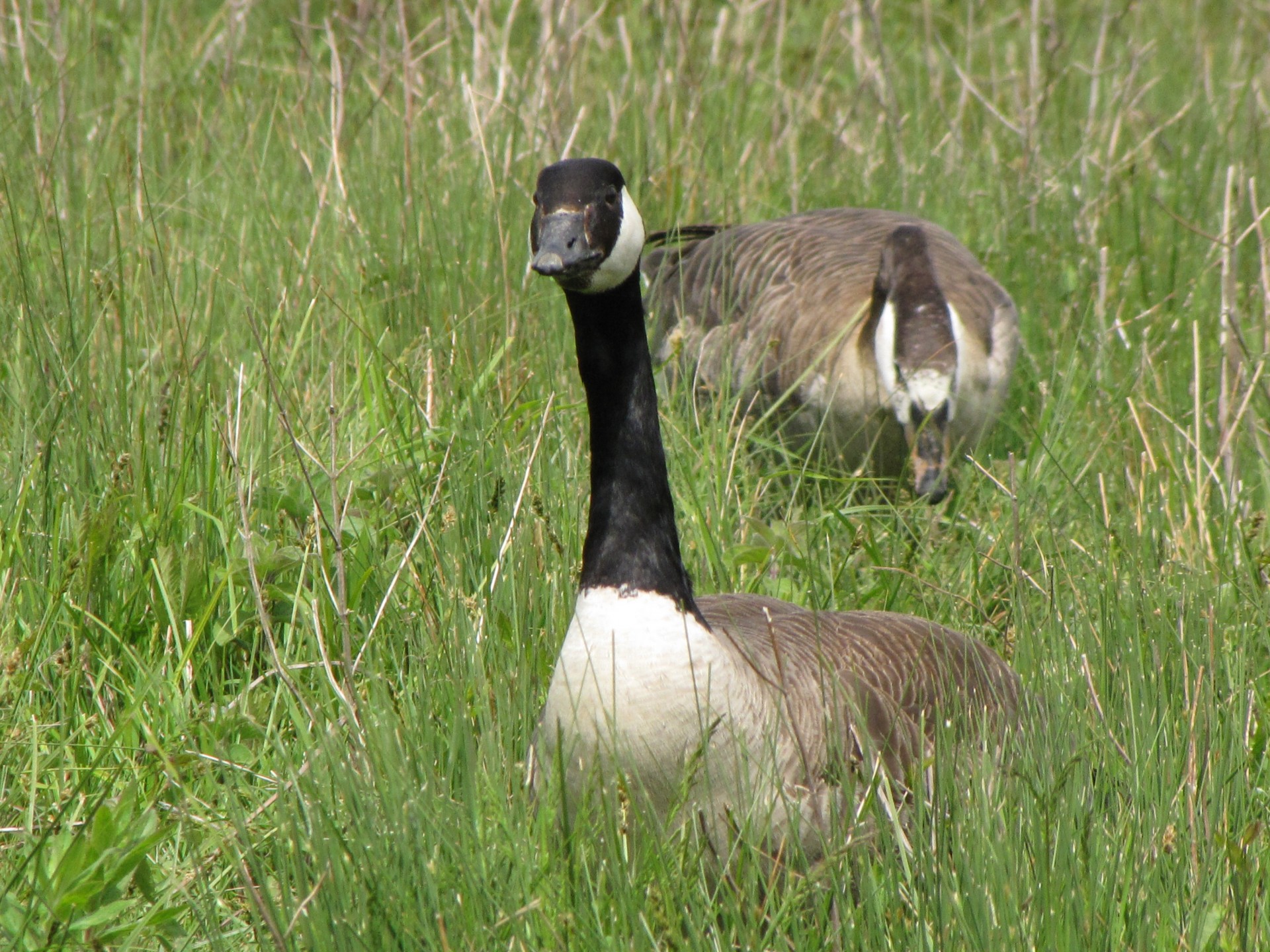 wild goose bird free photo