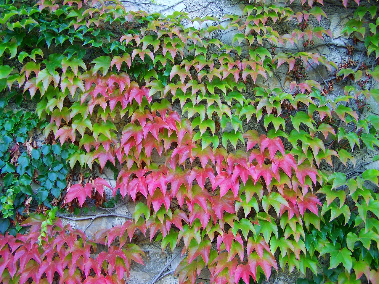 wild grapes autumn colors climbing plants free photo