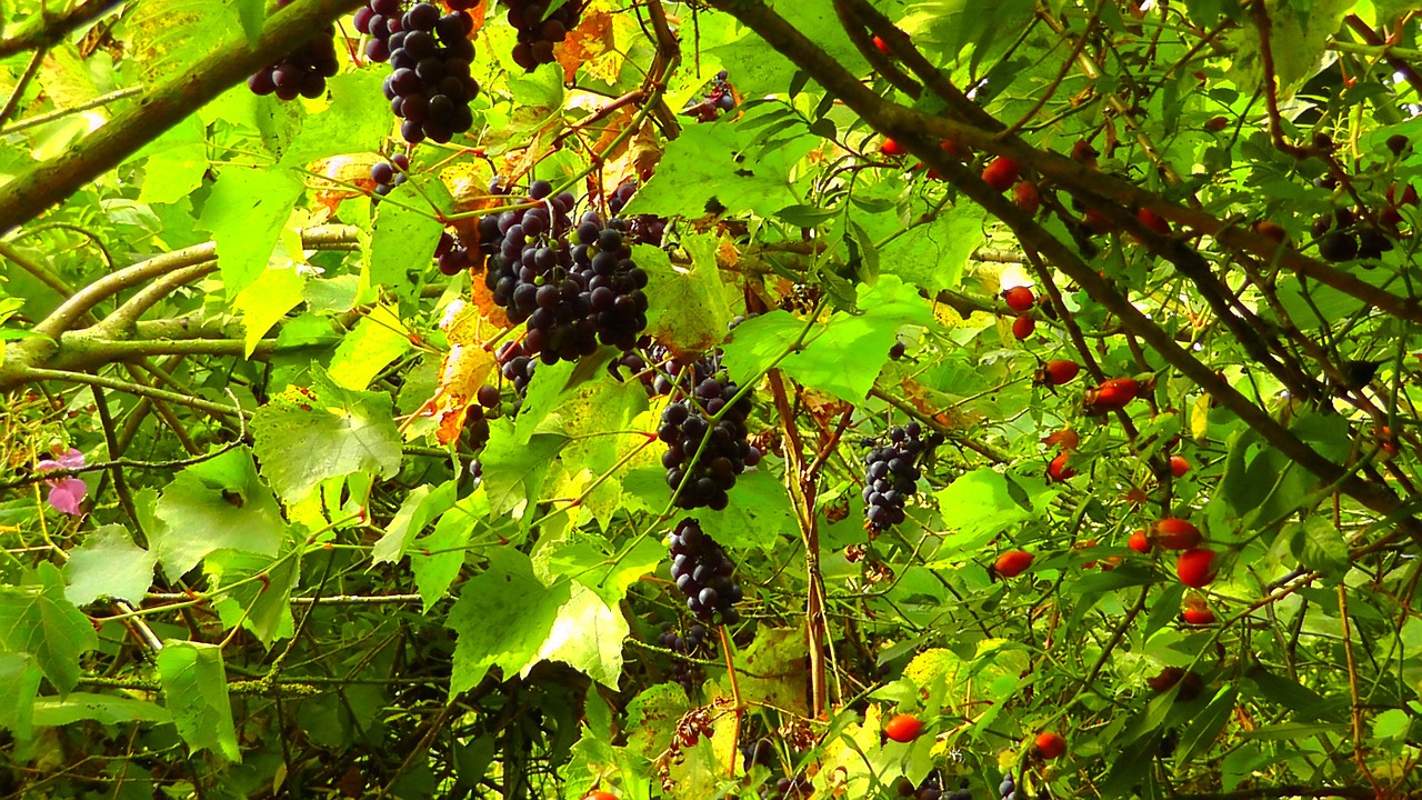 wild grapes rose hip sweet free photo