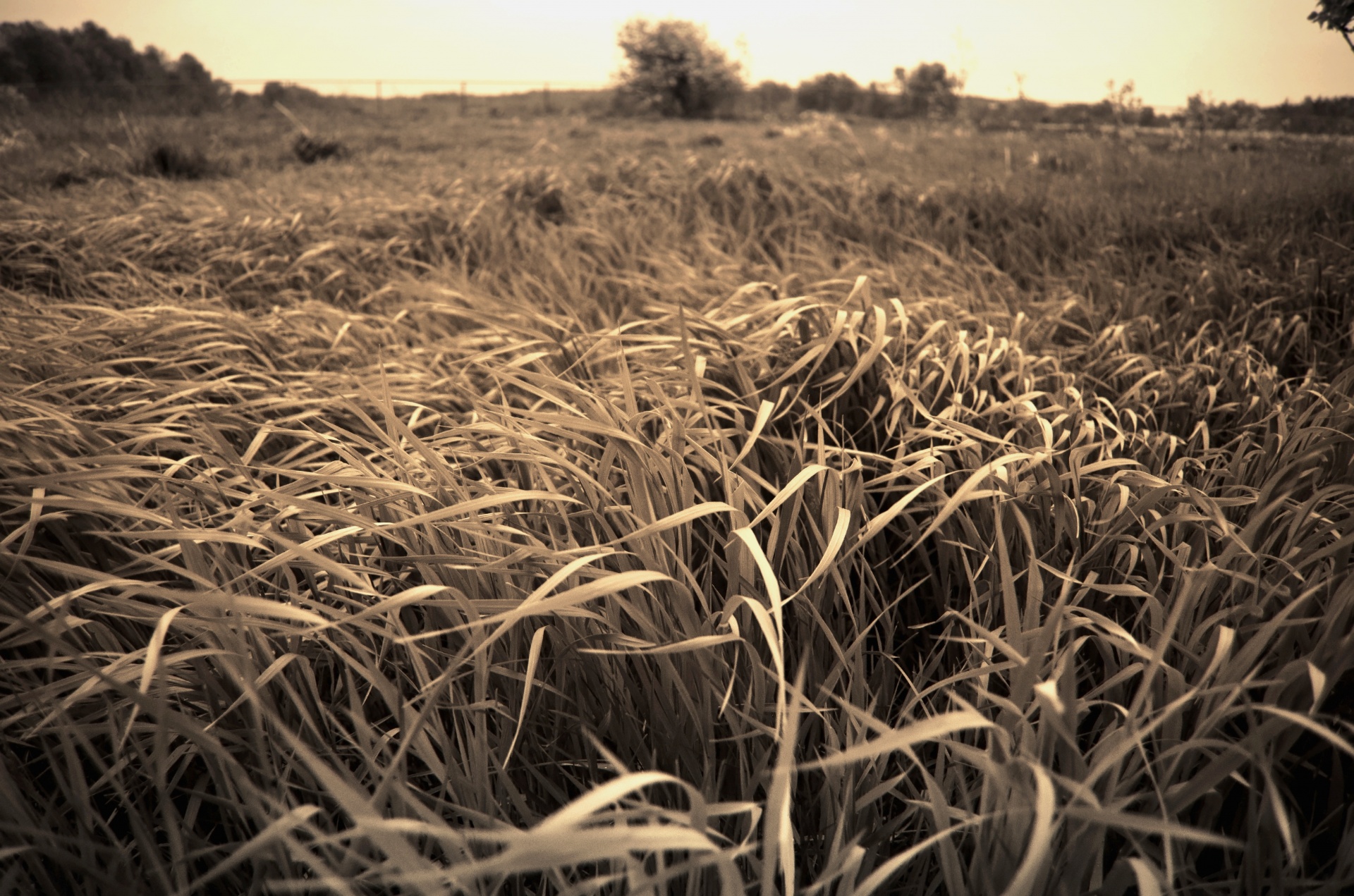 grass wind storm free photo