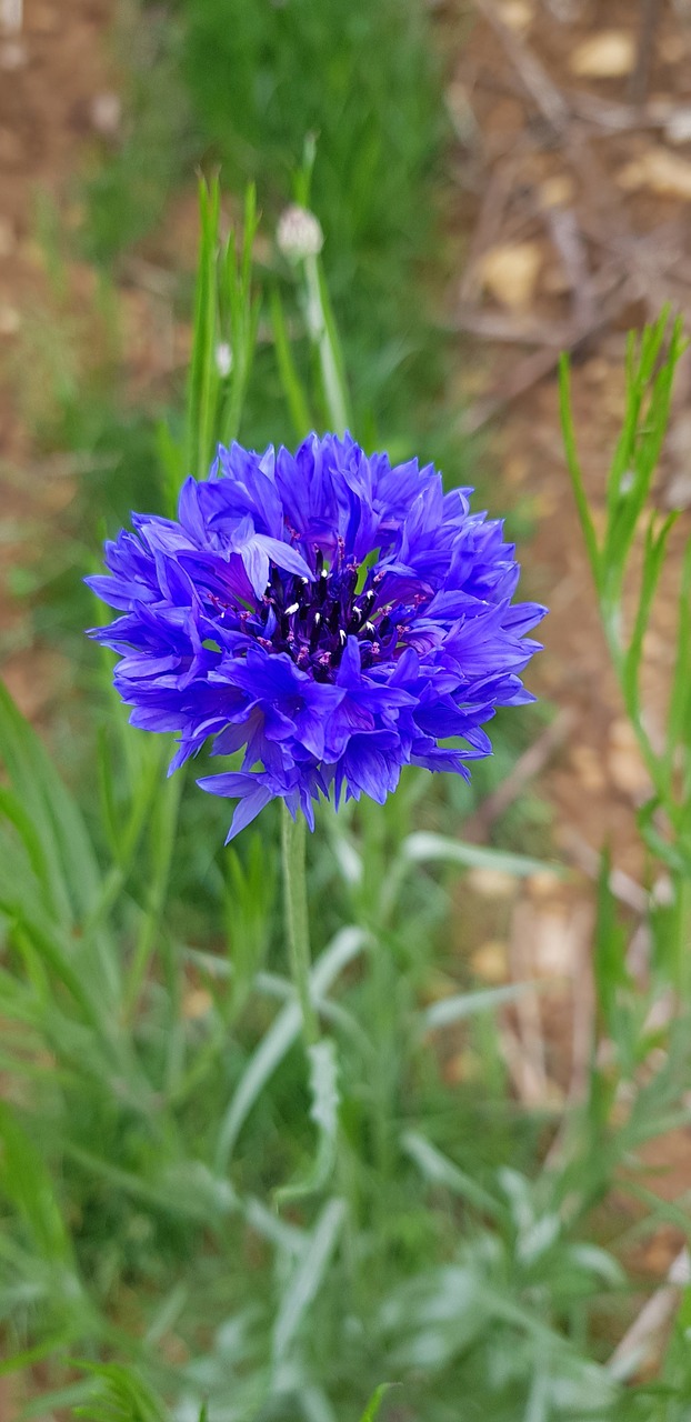 wild grass  wild flowers free pictures free photo