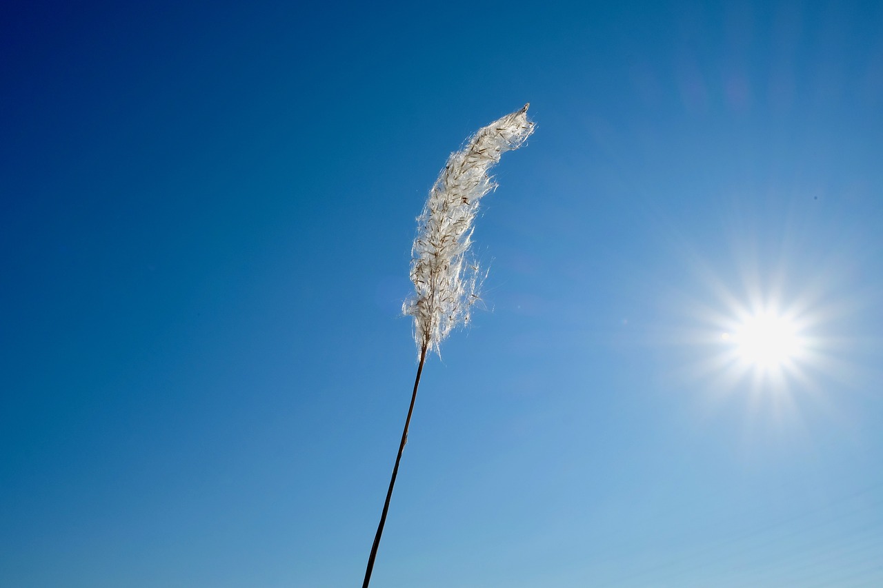 wild grasses  pure  sun free photo