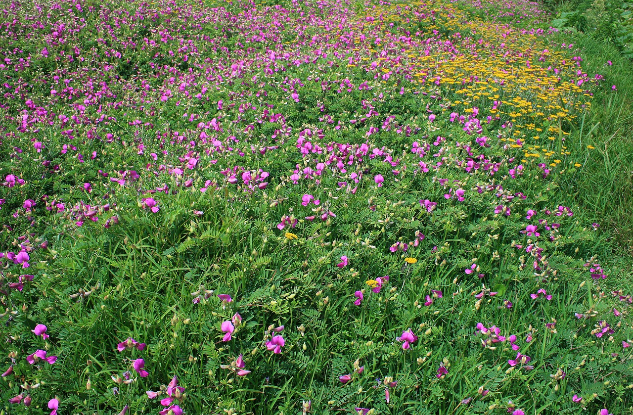 wild growing flowers flowers wild free photo