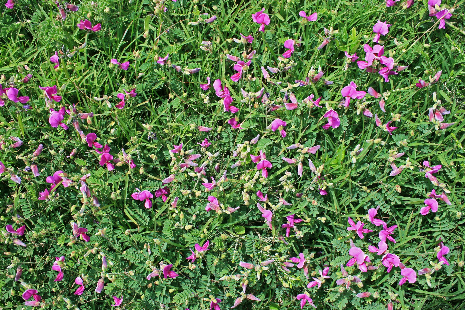 розовые растения фото и названия