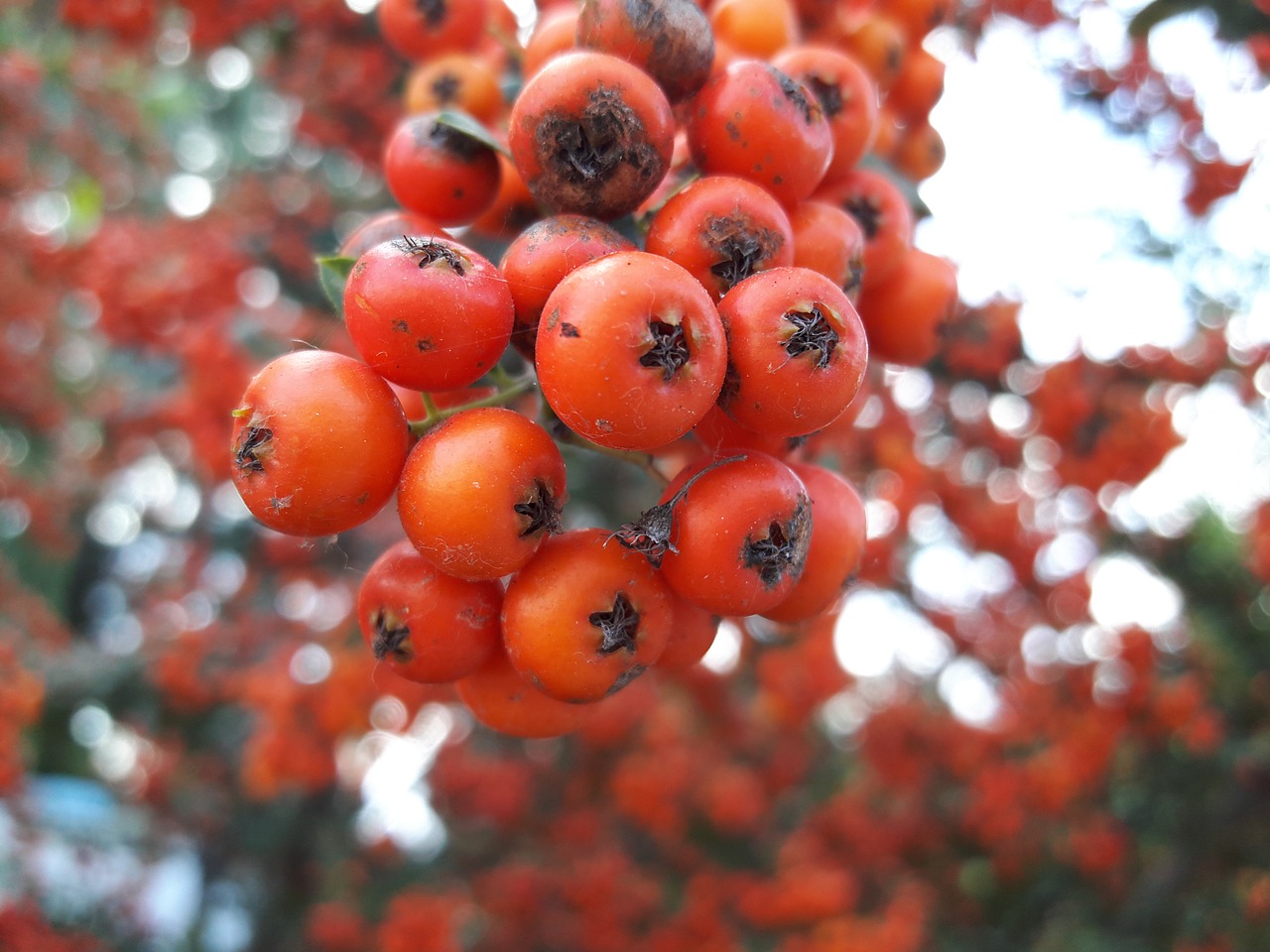 wild hawthorn red orange free photo