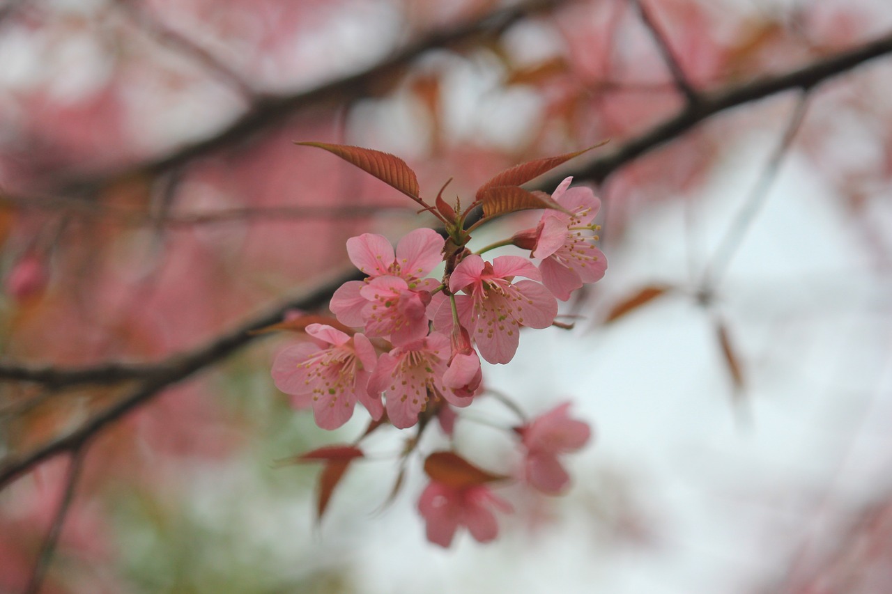 wild himalayan cherry pink flower flower free photo