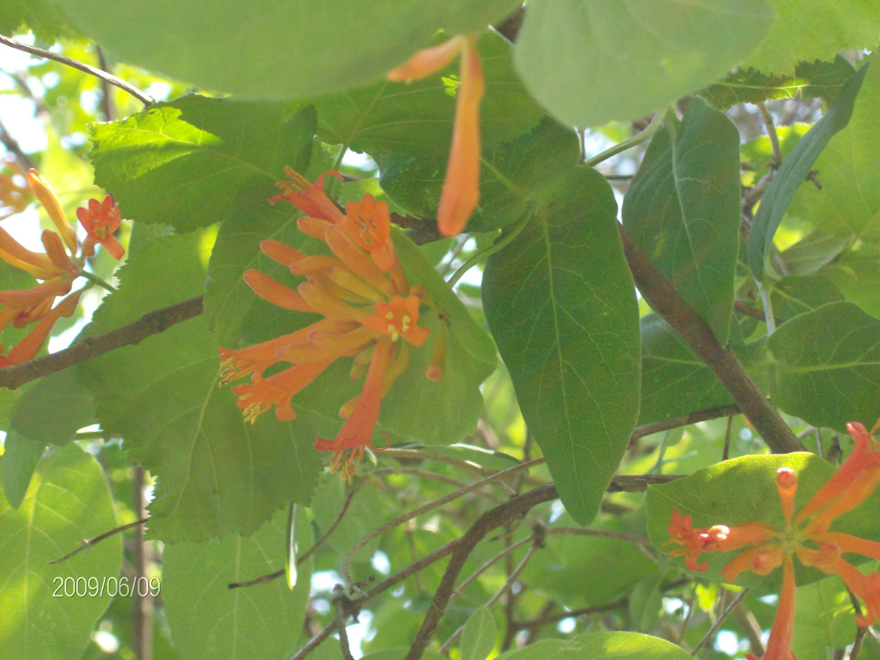 wild honeysuckle orange free photo