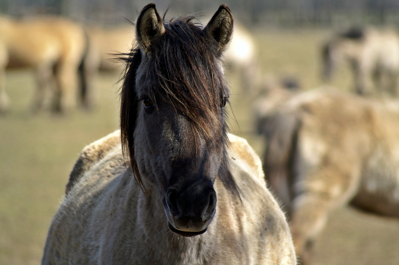 wild horse mare pregnant free photo