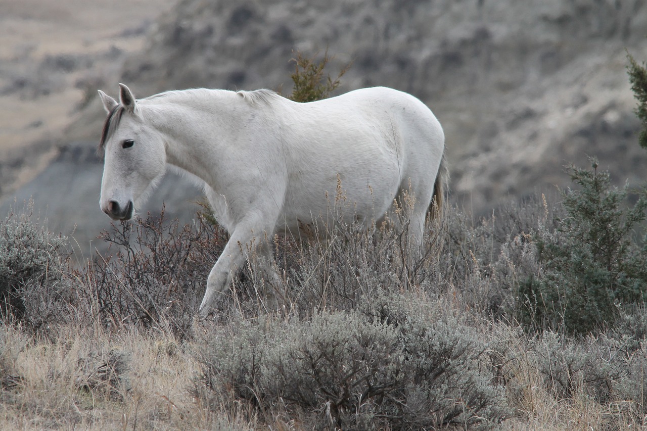 wild horse mare medora free photo