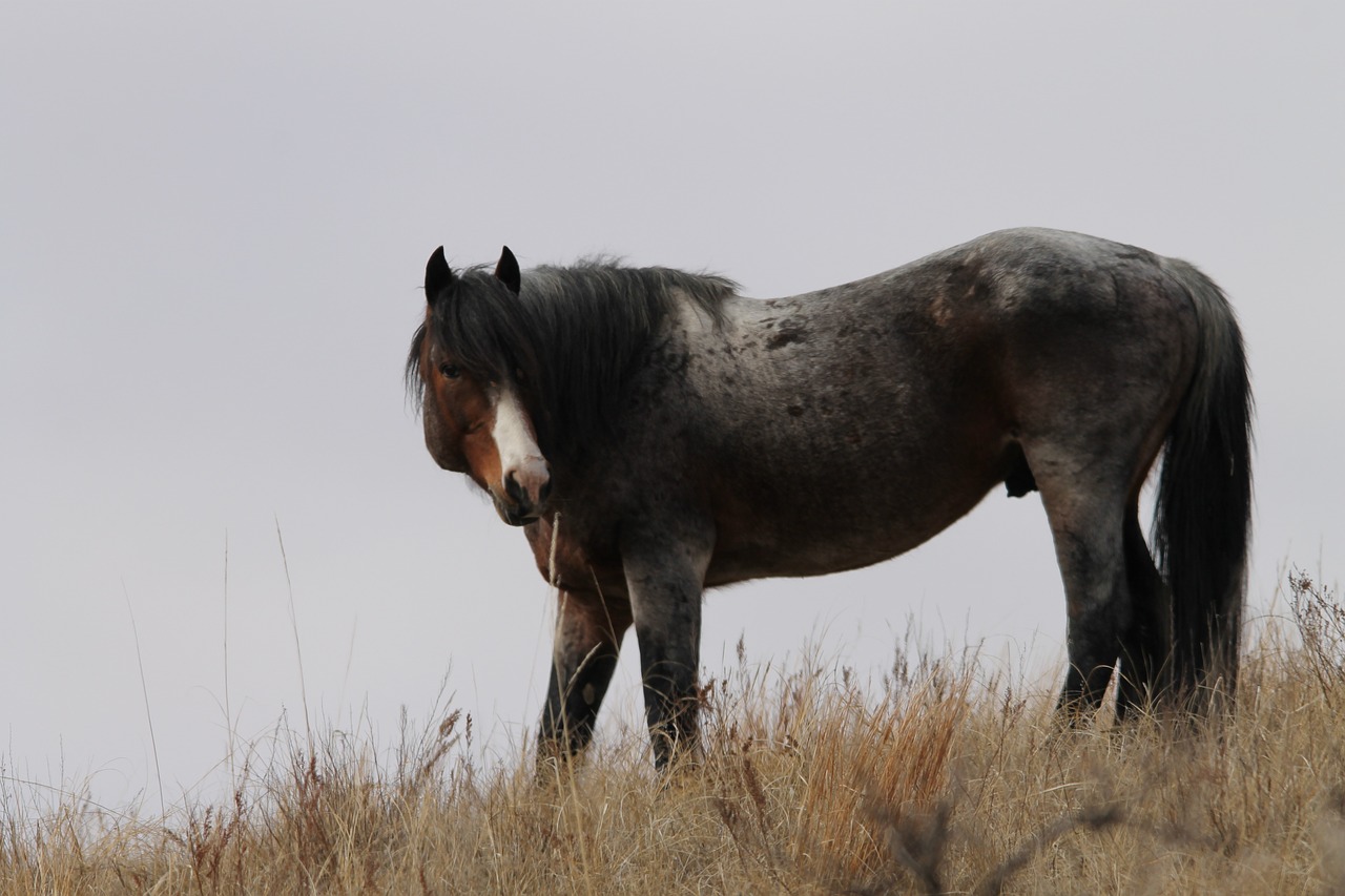 wild horse stallion north dakota free photo