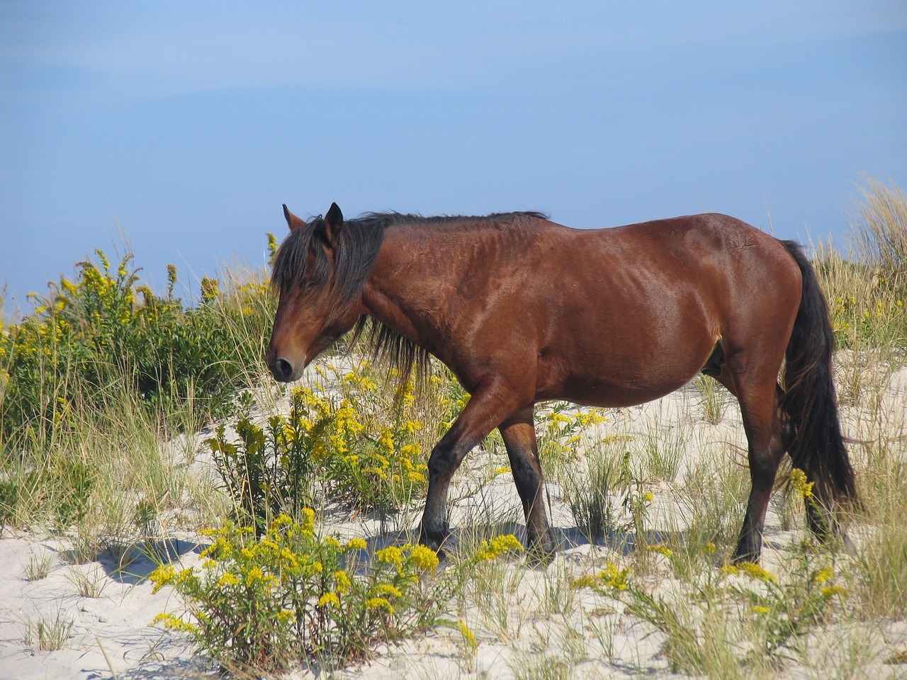 wild horse assateague island wildlife free photo