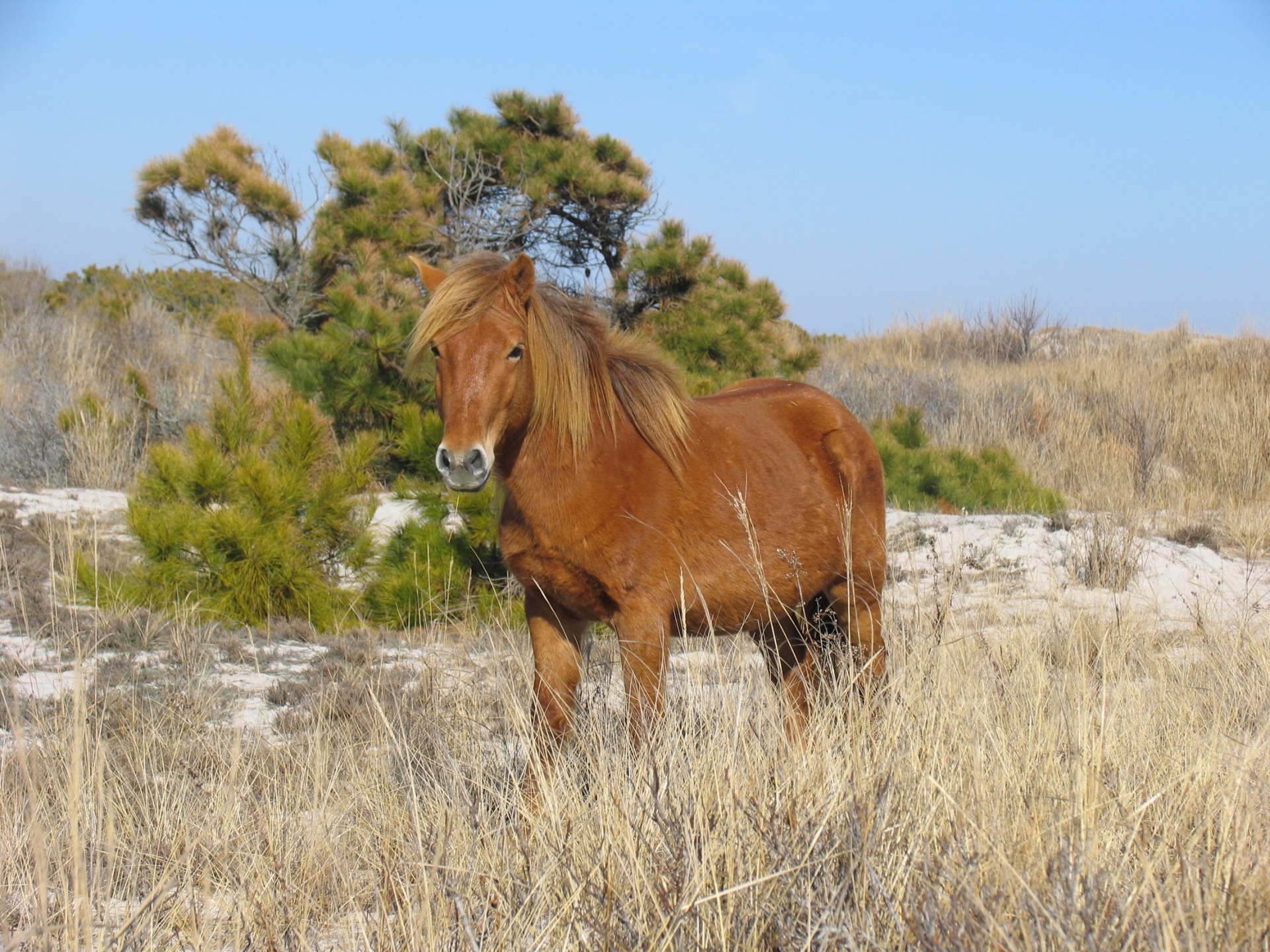 horse wild feral free photo