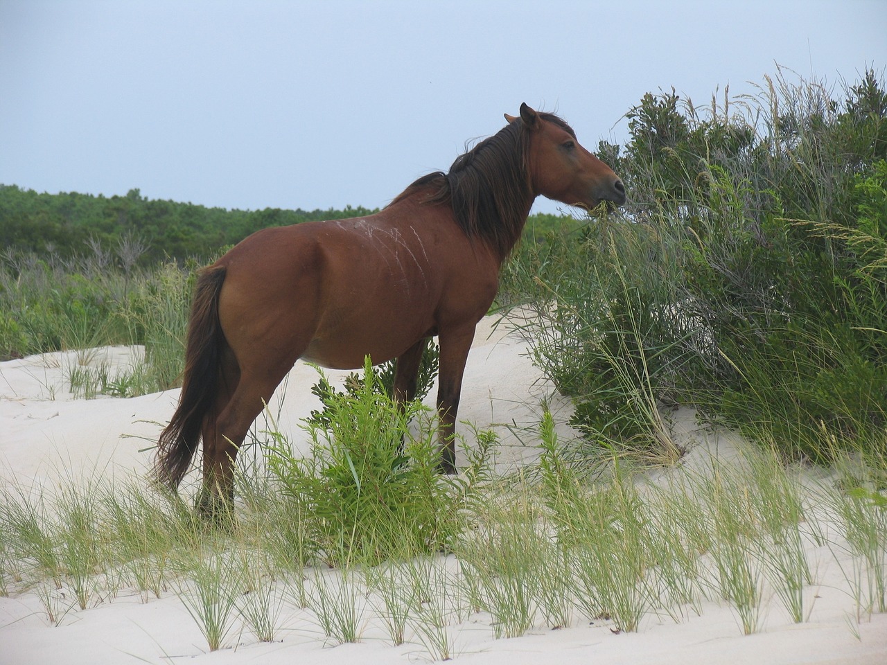 wild horse assateague island virginia free photo