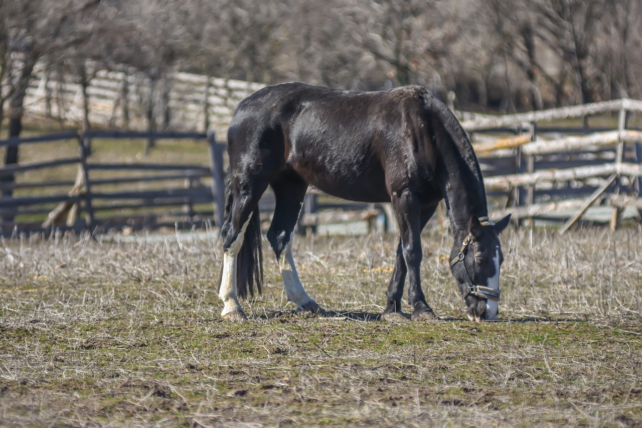 wild horse horses farm free photo
