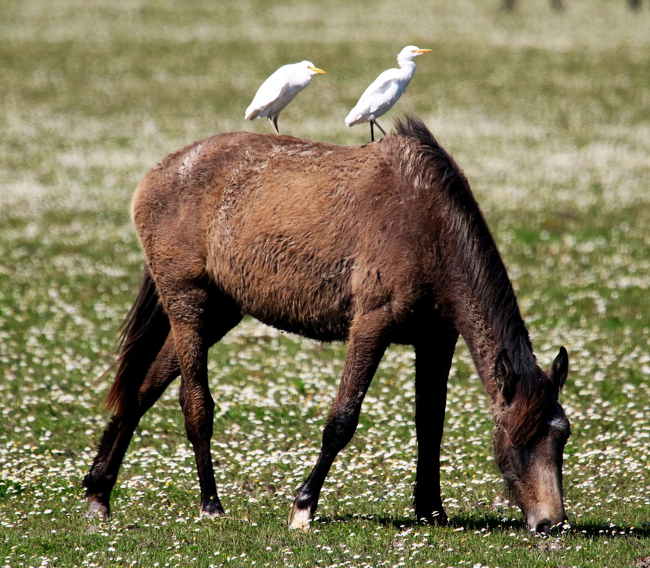 wild horse egrets spain free photo