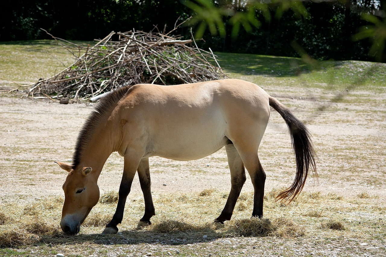 wild horse  horse  przewalski's horse free photo