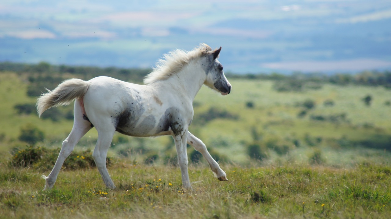 wild horse  horse  nature free photo