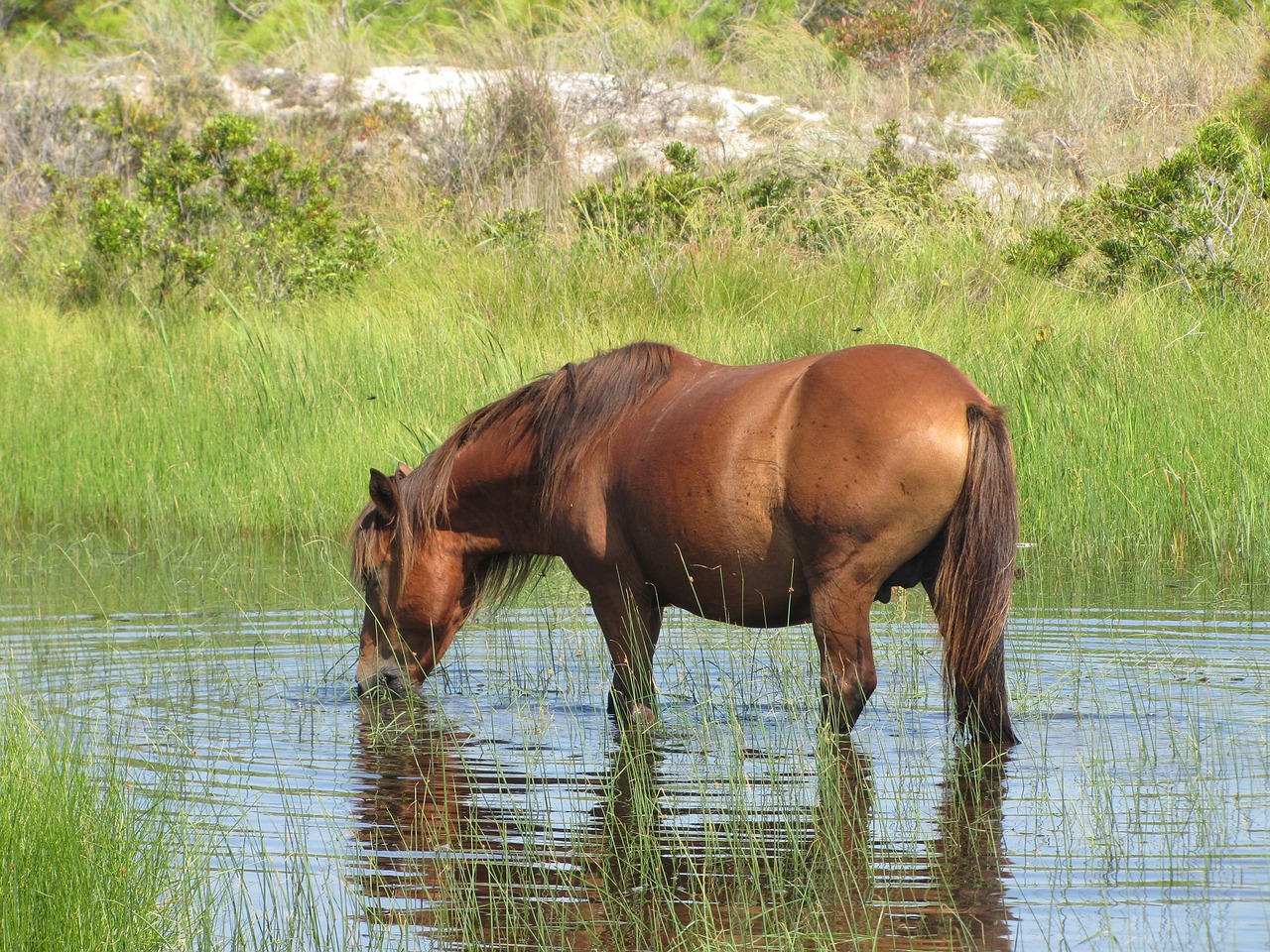 wild horse  assateague island  wildlife free photo