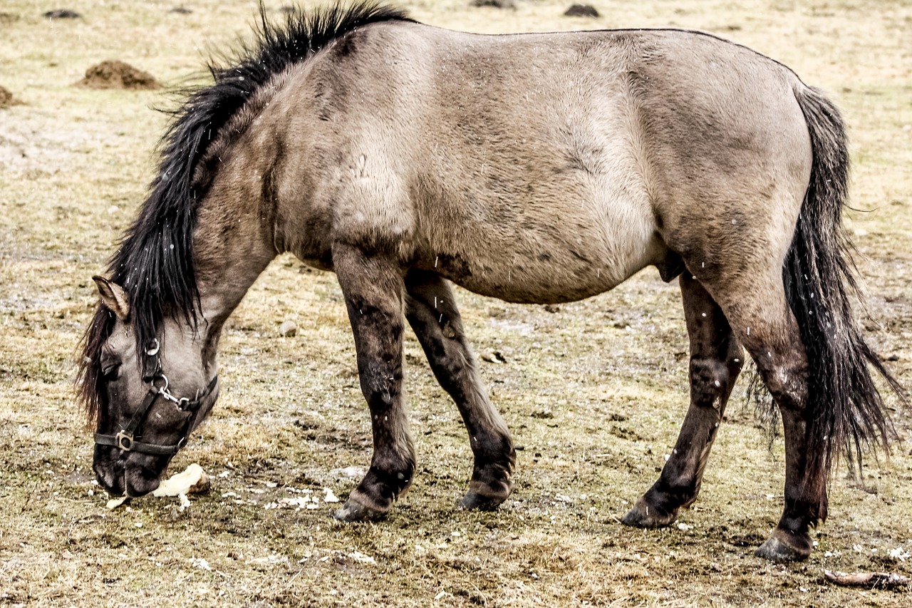 wild horse tarpan as the undomesticated tarpan free photo