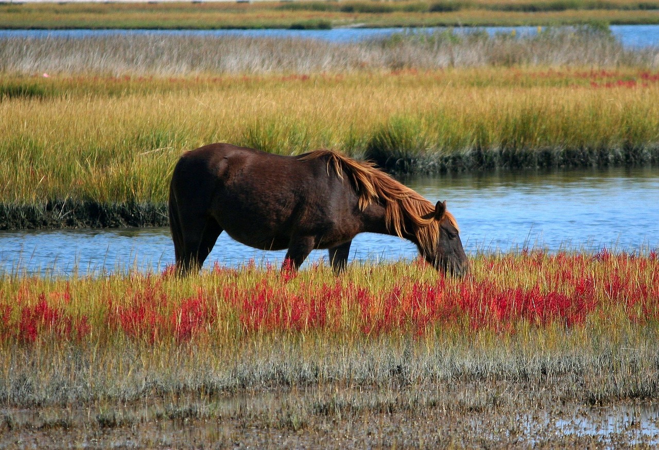 wild horse marsh pony grazing free photo