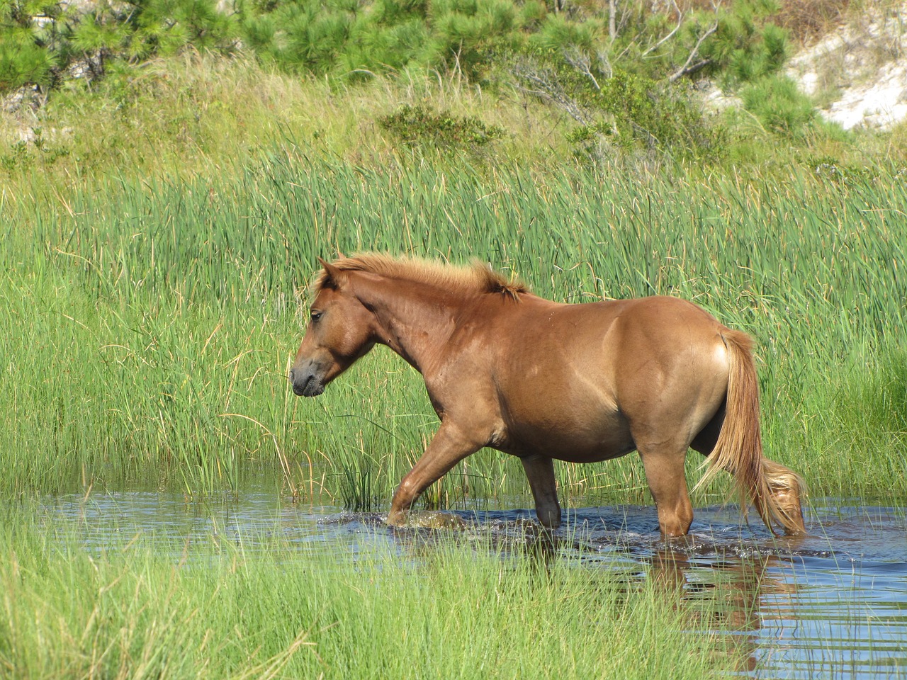 wild horse assateague island wildlife free photo