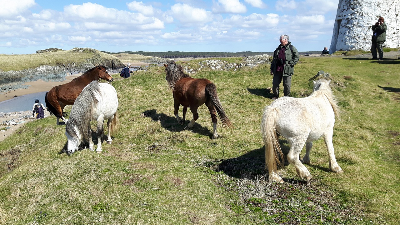 wild horses horse wild free photo