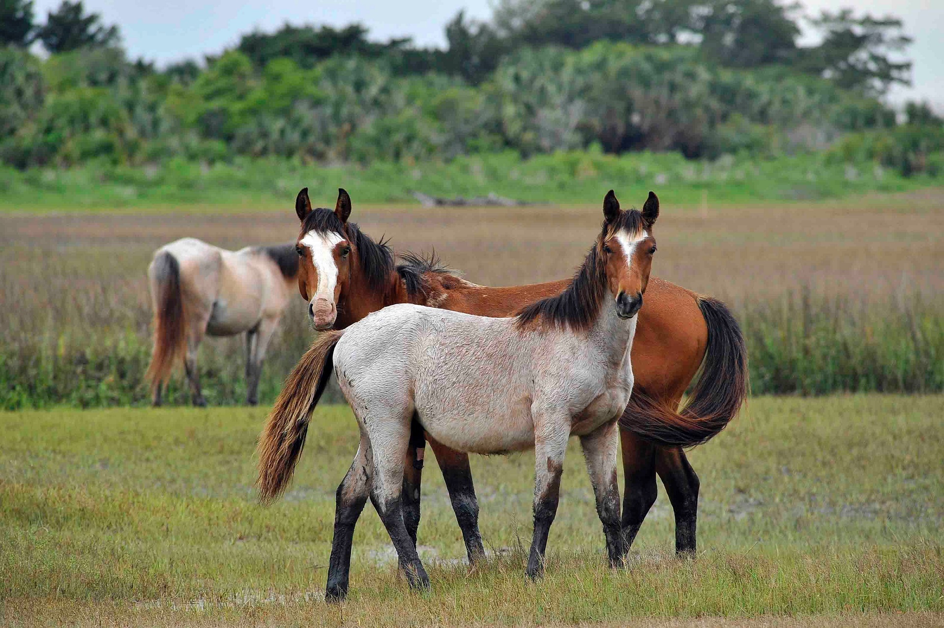 horses feral wild free photo