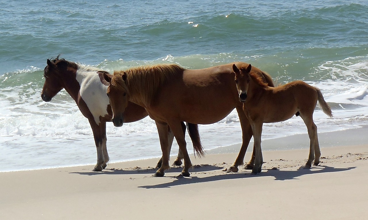 wild horses assateague island beach free photo