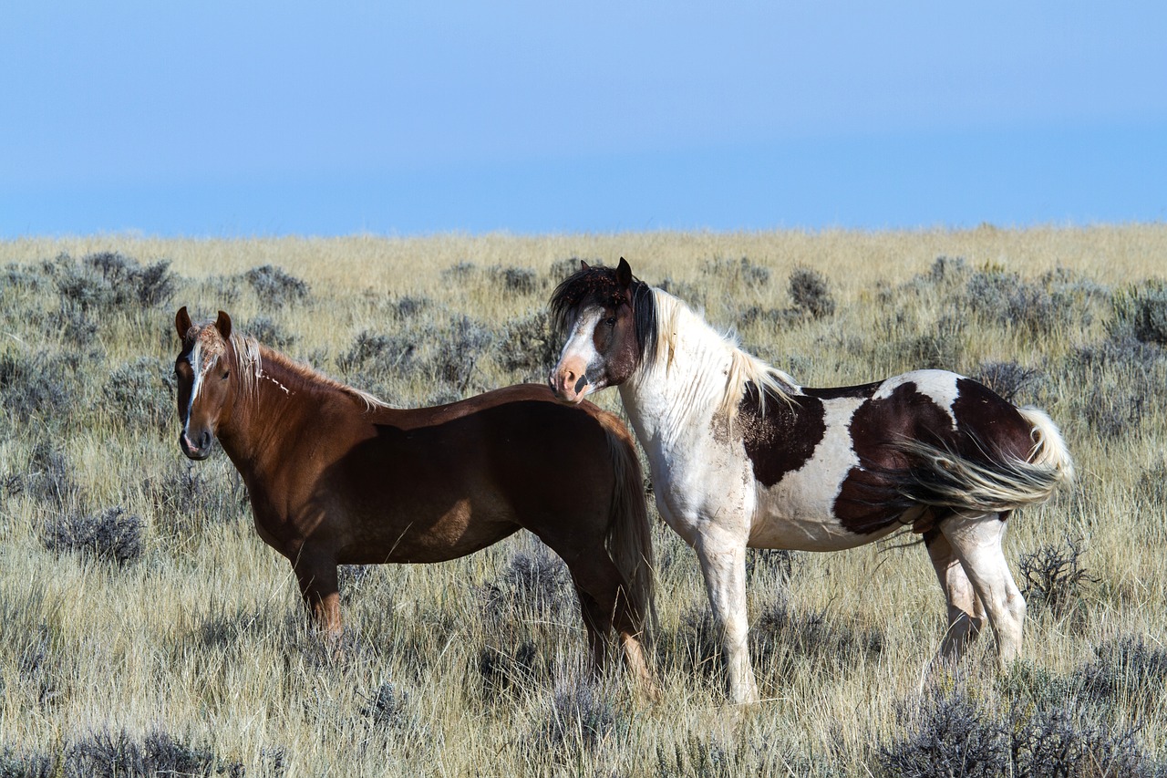 wild horses wild mustangs mustangs free photo