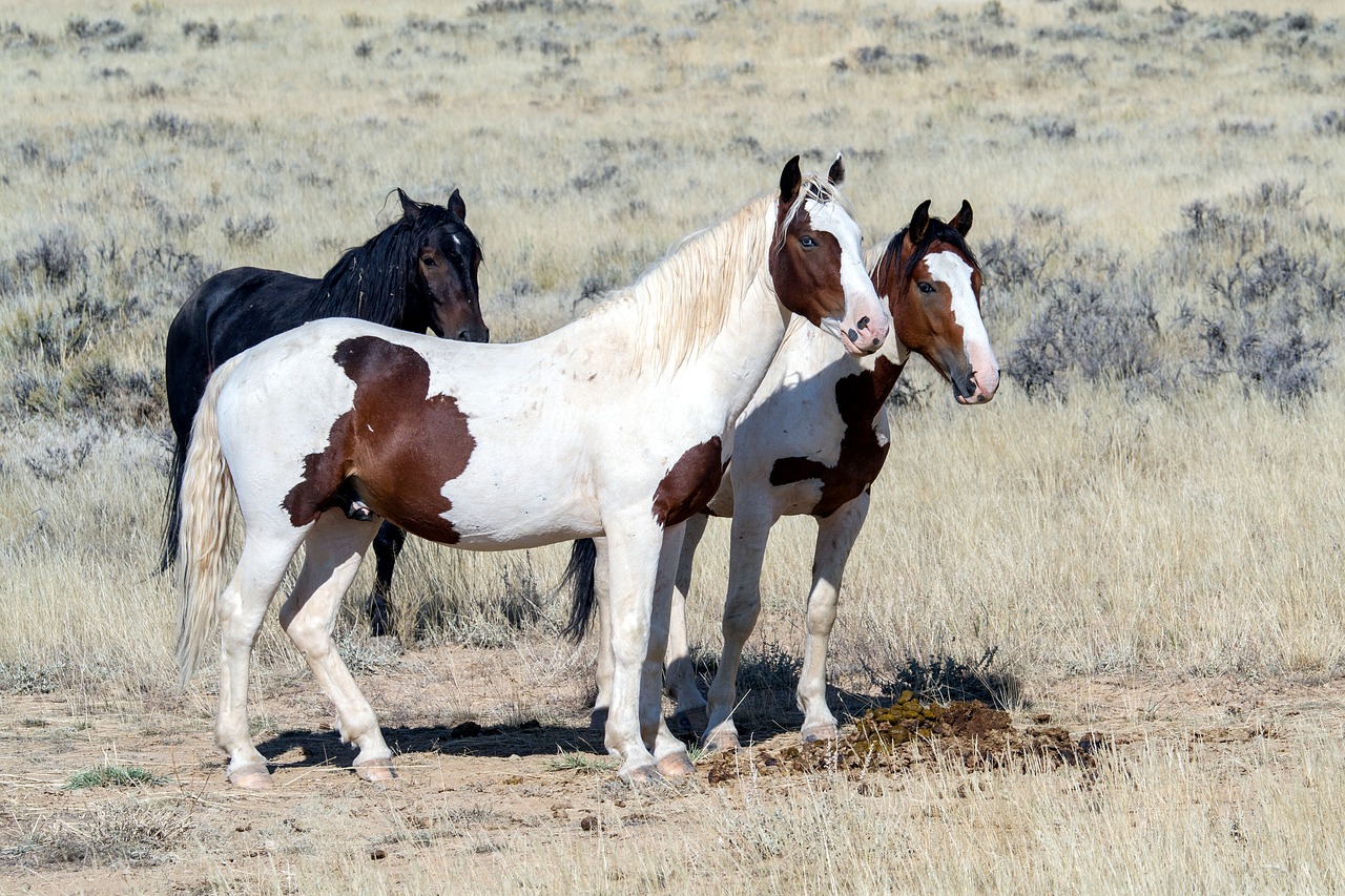 wild horses wild mustangs mustangs free photo