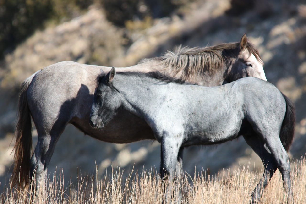wild horses mare mustang free photo