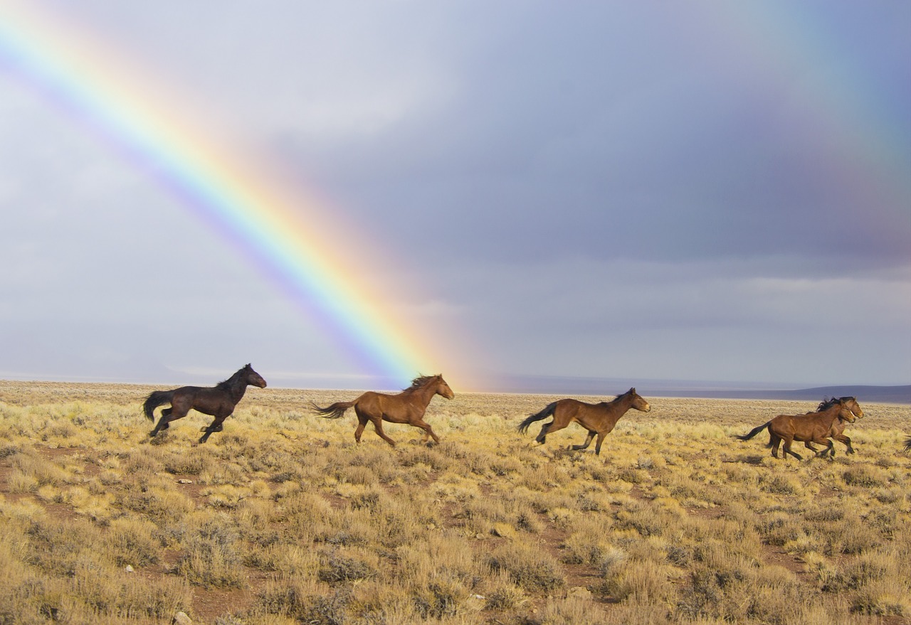 wild horses rainbow released free photo