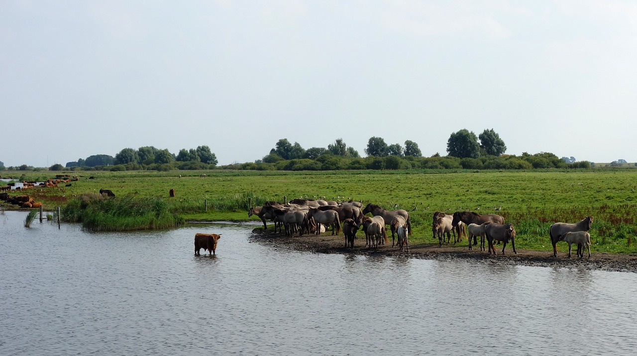 wild horses horses nature reserve free photo