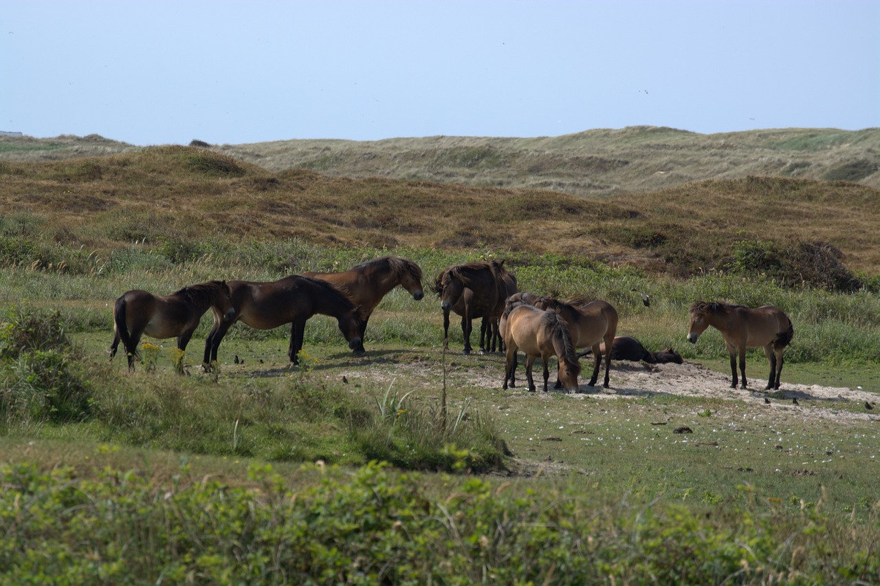 wild horses  duinen van texel national park  texel free photo