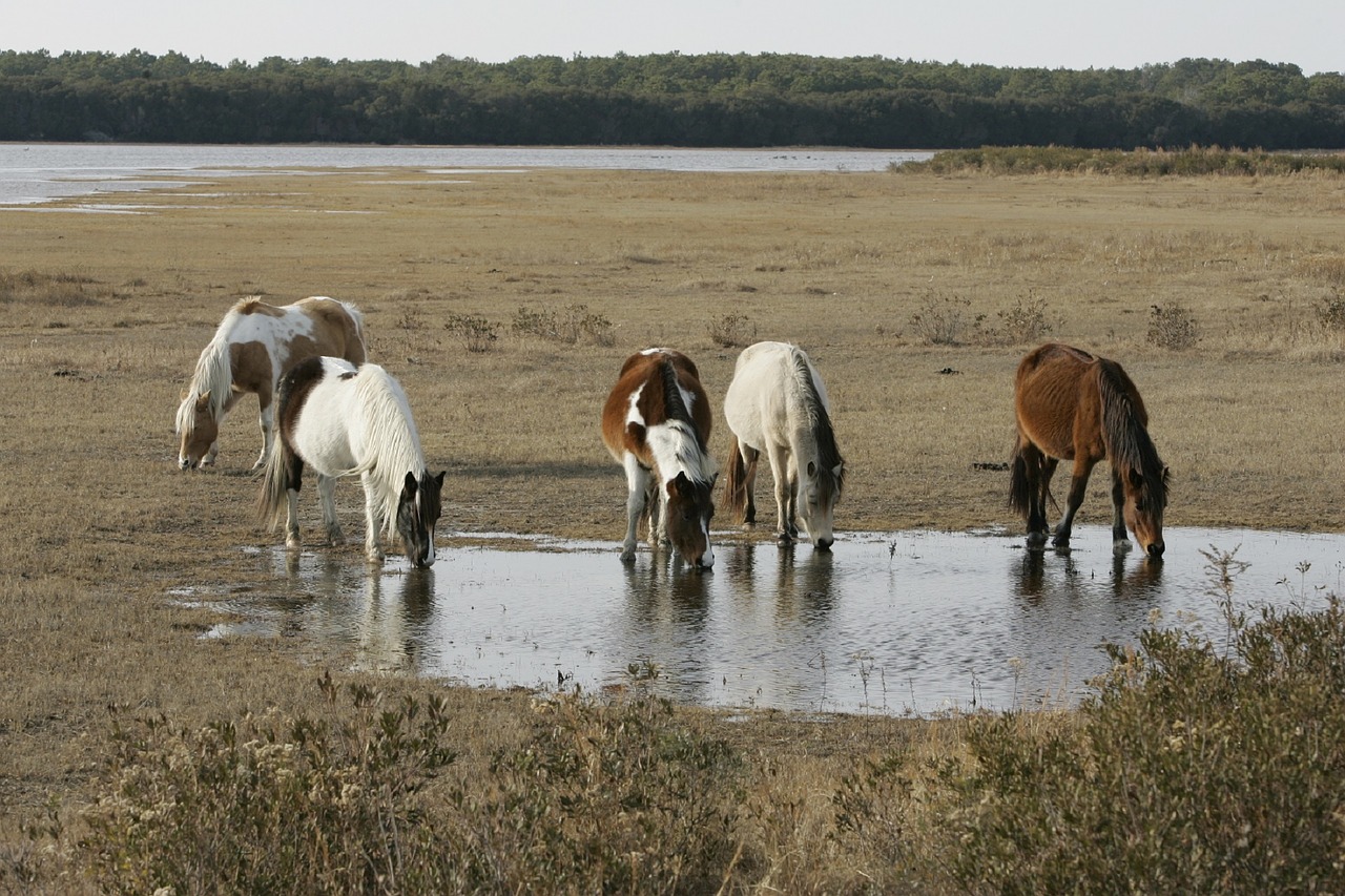 wild horses assateague island beach free photo